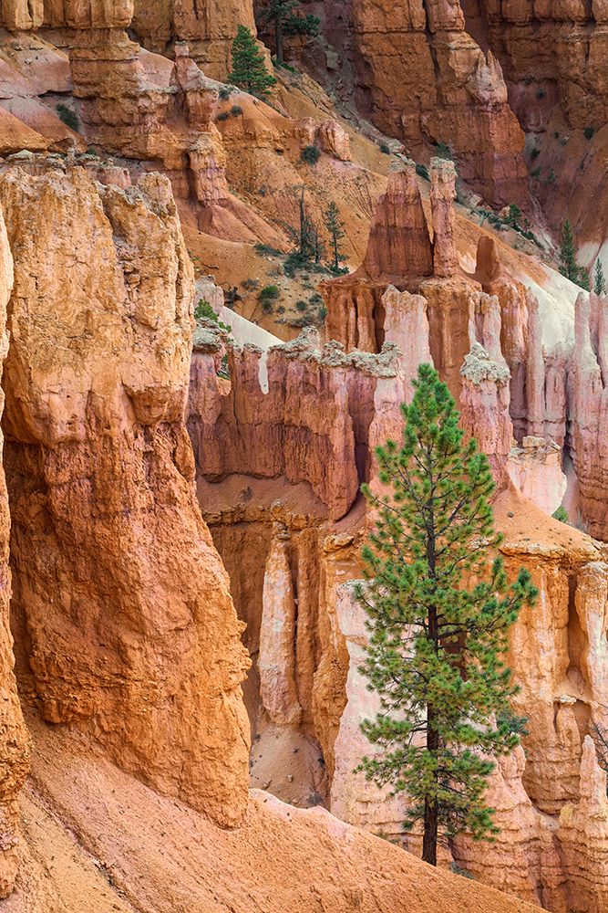 Ponderosa pine and hoodoos Bryce Canyon National Park, Utah.